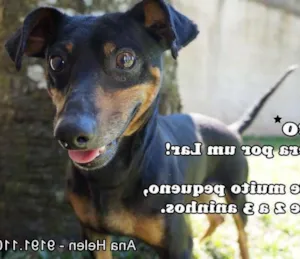 Cachorro raça Dachshund com Pinscher idade 2 anos nome Tico
