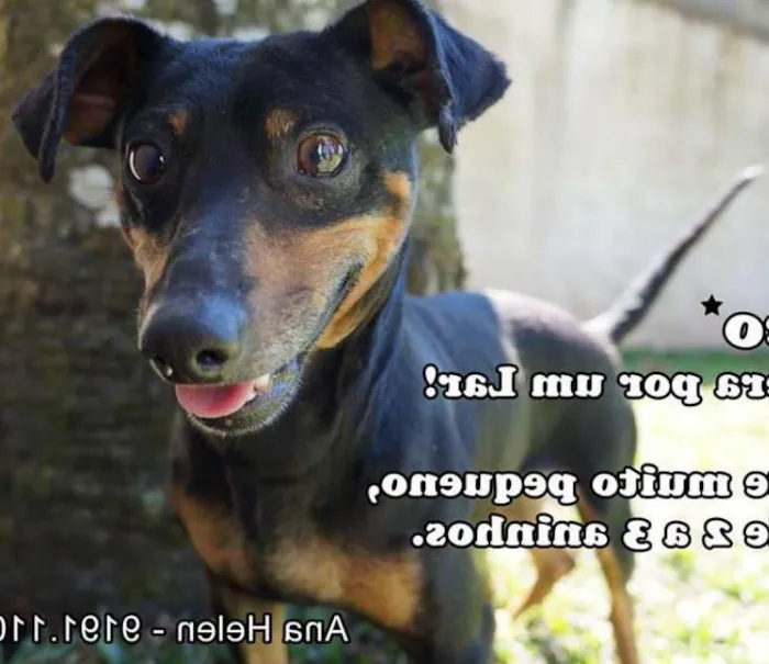 Cachorro ra a Dachshund com Pinscher idade 2 anos nome Tico