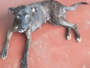 Cachorro raça Virá lata idade 1 ano nome Pantera e dará