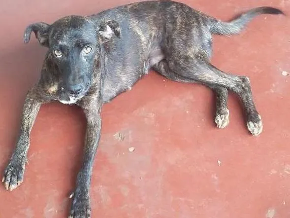 Cachorro ra a Virá lata idade 1 ano nome Pantera e dará