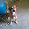 Acâina (urgente)