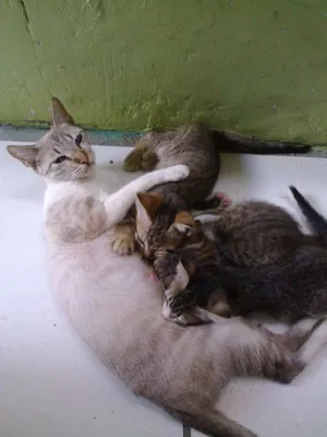 Gato raça  idade 2 a 6 meses nome Fada