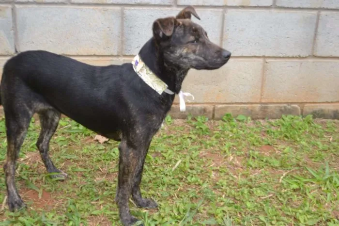 Cachorro ra a SRD idade 1 ano nome MELODY - Uma bebezo