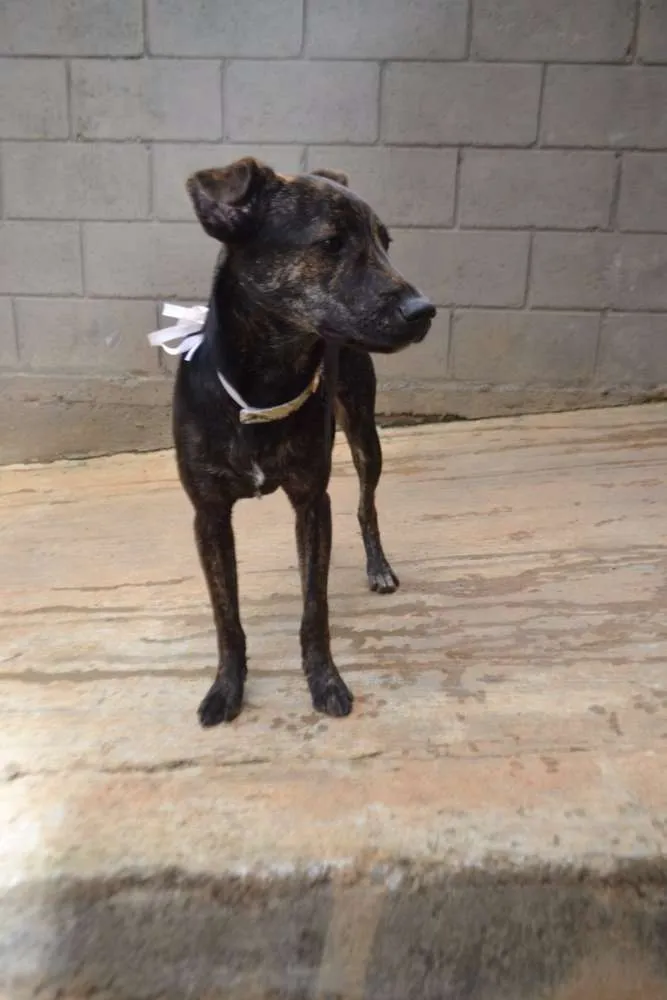 Cachorro ra a SRD idade 1 ano nome MELODY - Uma bebezo