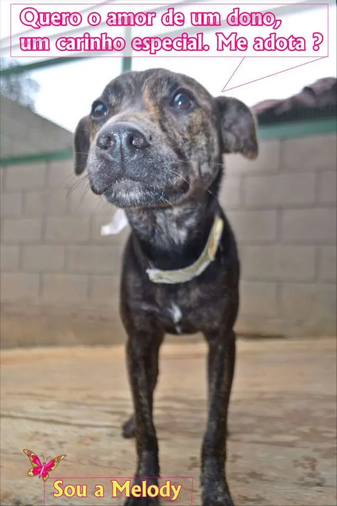 Cachorro ra a SRD idade 1 ano nome MELODY - Uma bebezo