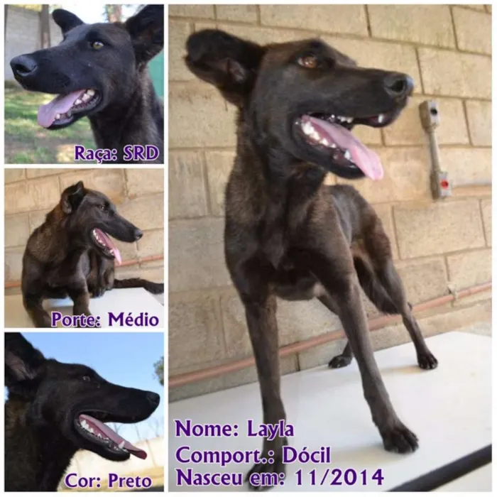 Cachorro raça SRD idade 5 anos nome LAYLA, uma guerreir