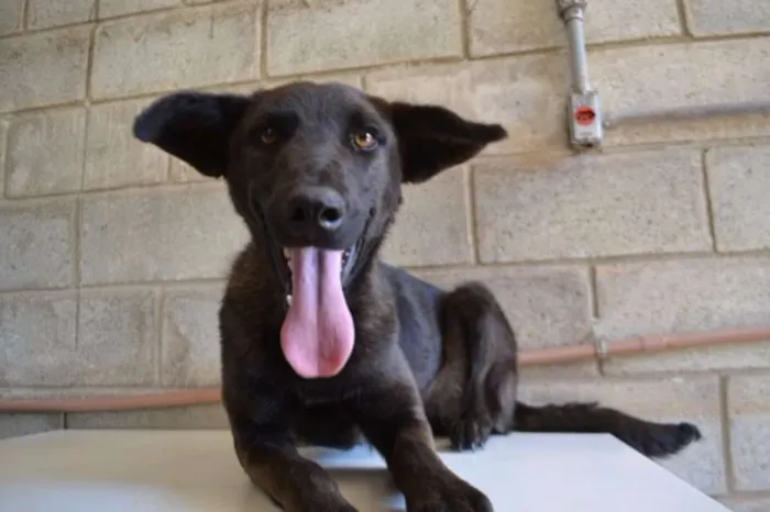 Cachorro raça SRD idade 5 anos nome LAYLA, uma guerreir