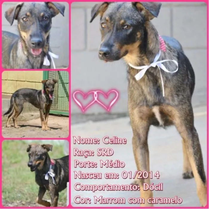 Cachorro ra a SRD idade 2 anos nome CELINE, meiga e doce!