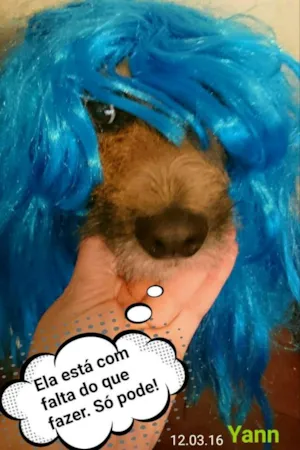 Cachorro raça SRD idade 2 anos nome Yann