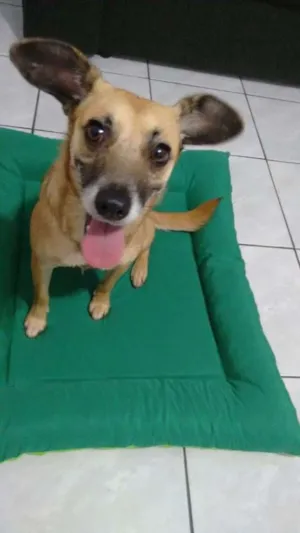 Cachorro raça SRD idade 2 anos nome Margarete