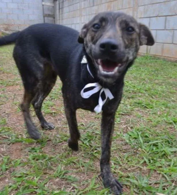 Cachorro ra a SRD idade 1 ano nome MELODY - Uma bebezo