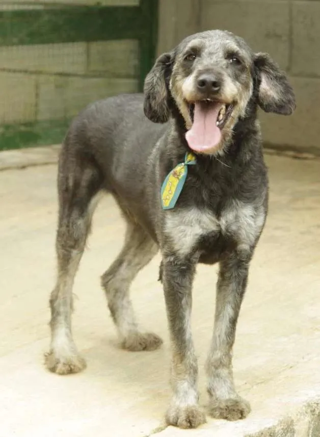 Cachorro ra a SRD idade 4 anos nome SULTÃO, uma fofura!
