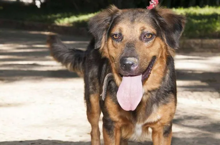 Cachorro ra a SRD idade 1 ano nome zeus