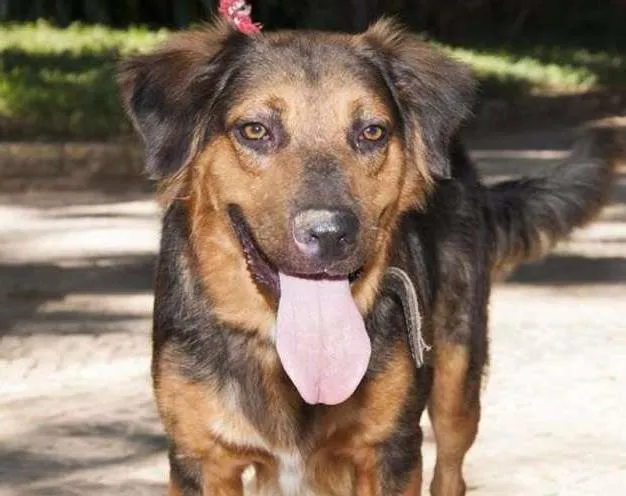Cachorro ra a SRD idade 1 ano nome zeus