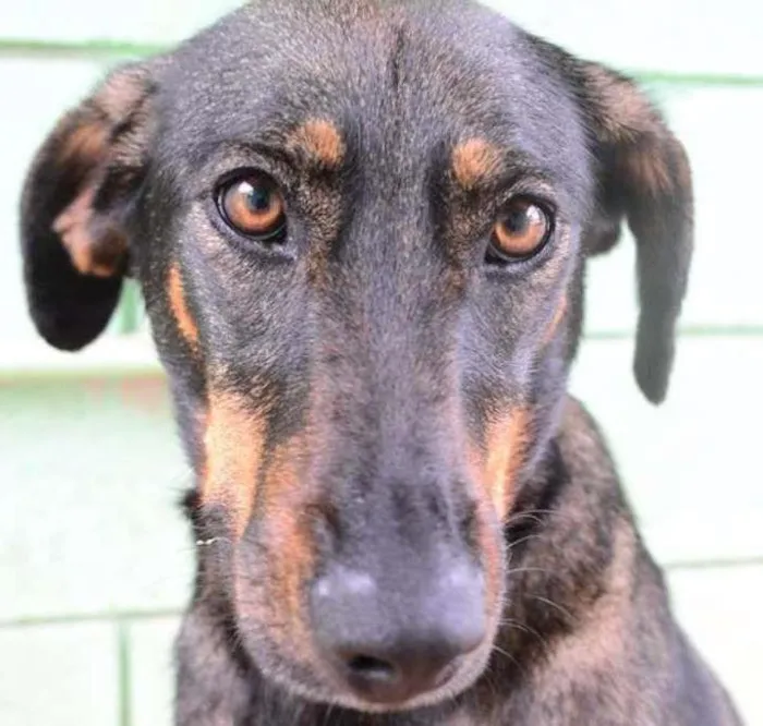Cachorro ra a SRD idade 3 anos nome LILITH, doce e meiga!
