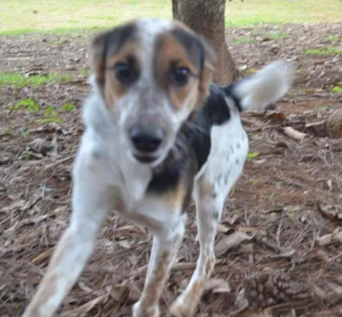 Cachorro ra a SRD idade 3 anos nome ALEX, pequeno prínc