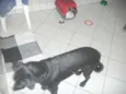 Pretinha