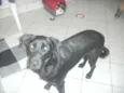 Pretinha