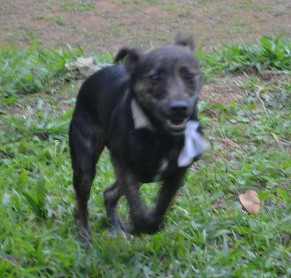 Cachorro ra a SRD idade 1 ano nome MELODY - Uma bebezo