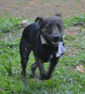 Cachorro raça SRD idade 1 ano nome MELODY, princesa ma