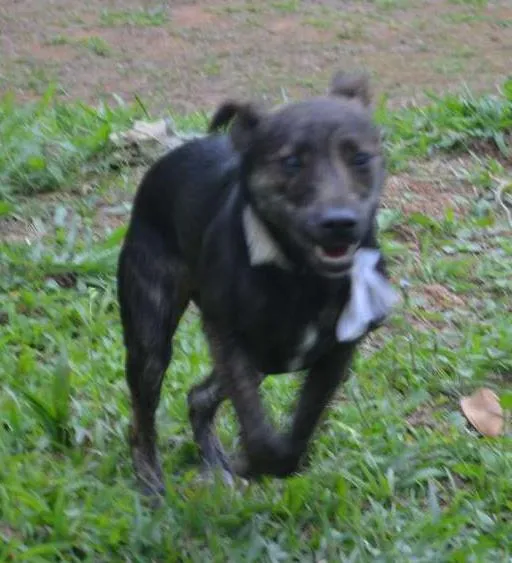 Cachorro ra a SRD idade 1 ano nome MELODY, princesa ma