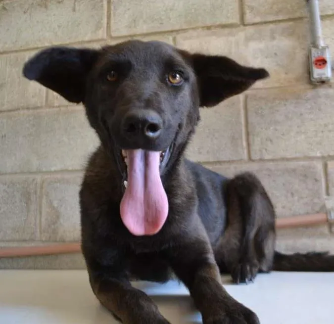 Cachorro ra a SRD idade 2 anos nome LAYLINHA, amor maio