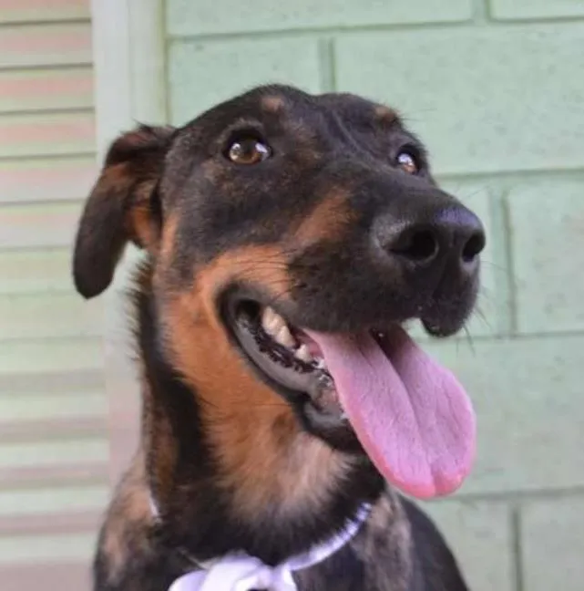 Cachorro ra a SRD idade 1 ano nome CELINE, linda e ale