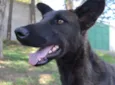 Cachorro raça SRD idade 5 anos nome LAYLA, uma guerreir