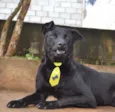 Cachorro raça SRD idade 6 ou mais anos nome BONGO, uma delícia 