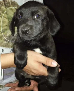 Cachorro raça indefinida idade 2 a 6 meses nome filhote