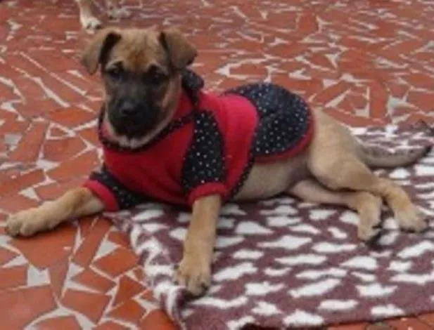 Cachorro ra a SRD idade 2 a 6 meses nome Tiguana