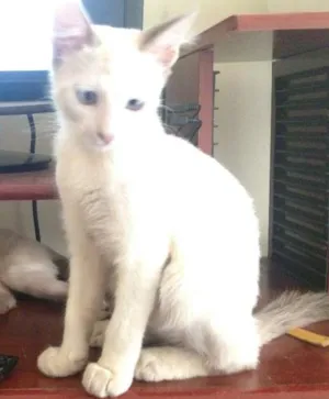 Gato raça SRD idade 2 a 6 meses nome Billye e Amora