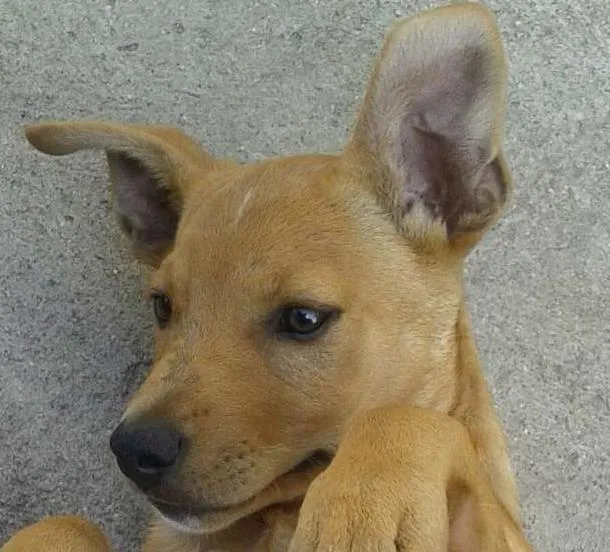 Cachorro ra a Vira-Lata idade 1 ano nome Marley