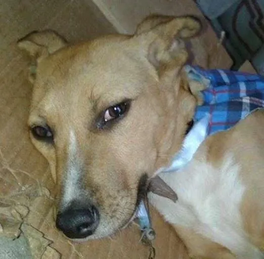 Cachorro ra a SRD idade 2 a 6 meses nome Amarelo