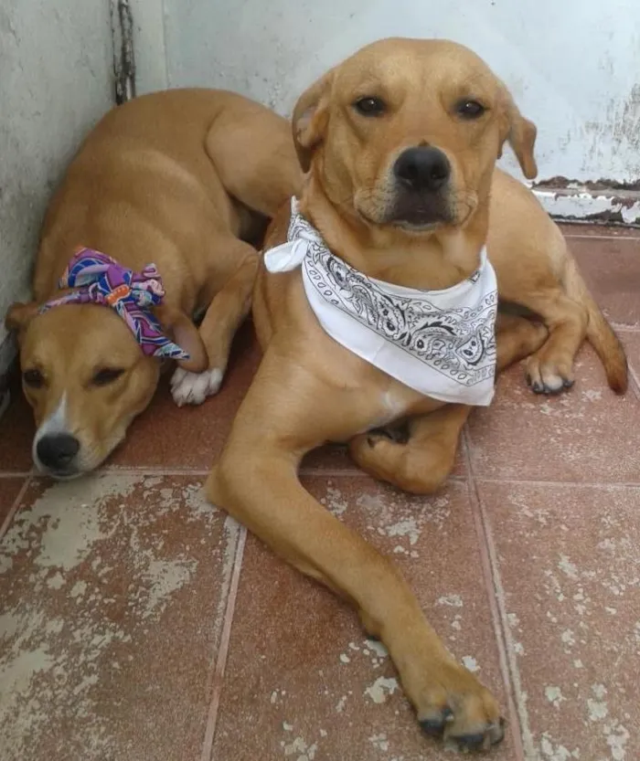 Cachorro raça SRD idade 2 a 6 meses nome Marley e Fuchia 