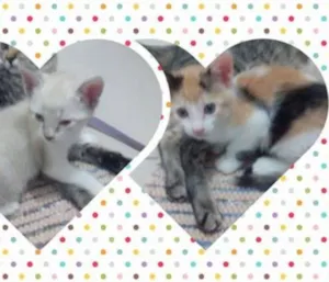 Gato raça não sei idade 2 a 6 meses nome Ainda não tem