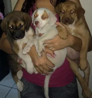 Cachorro raça  idade Abaixo de 2 meses nome Filhote