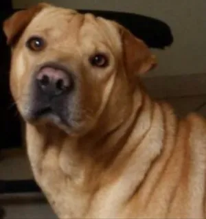 Cachorro raça Sharpei idade 4 anos nome Oddie
