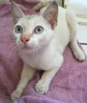 Gato raça INDEFINIDA idade 7 a 11 meses nome LILO
