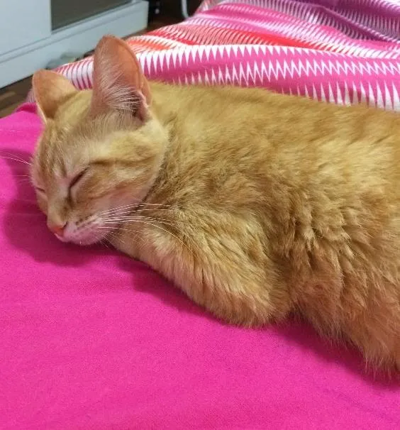 Gato raça Sem raça definida  idade 1 ano nome Channel