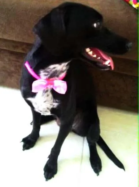 Cachorro ra a SRD (com jeito de salsichinha) idade 1 ano nome Nina