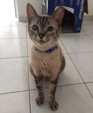 Gato raça SRD idade 3 anos nome Luca