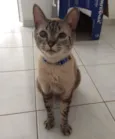 Luca
