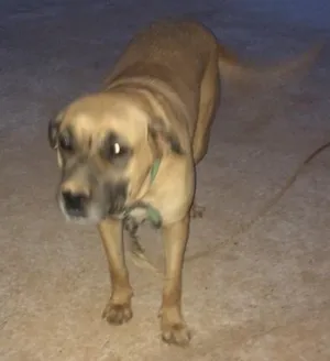 Cachorro raça Misturado com fila idade 2 anos nome Cristal