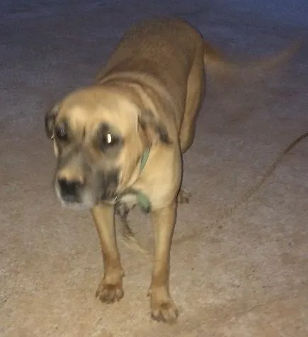 Cachorro ra a Misturado com fila idade 2 anos nome Cristal