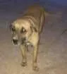 Cachorro raça Misturado com fila idade 2 anos nome Cristal