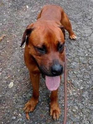 Cachorro raça Boxer com rottweiler  idade 2 anos nome Maik