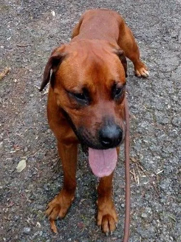 Cachorro ra a Boxer com rottweiler  idade 2 anos nome Maik