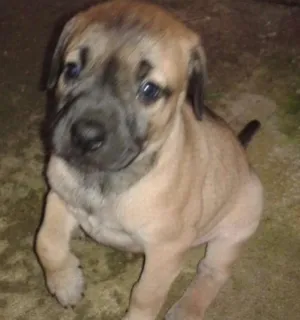 Cachorro raça SRD idade Abaixo de 2 meses nome Sem Nome