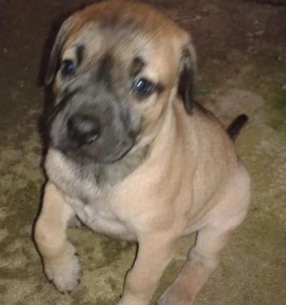 Cachorro ra a SRD idade Abaixo de 2 meses nome Sem Nome